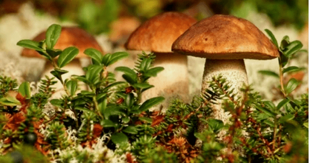 mushrooms