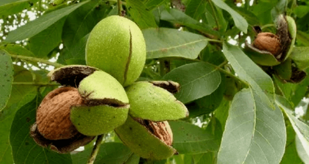 walnut